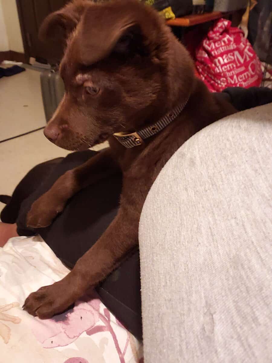 Meet Hazel image 3