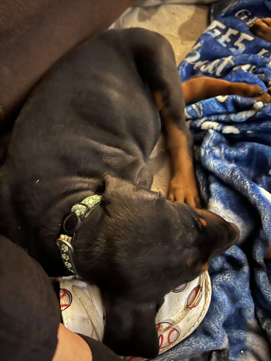 AKC European Doberman Pincher image 11