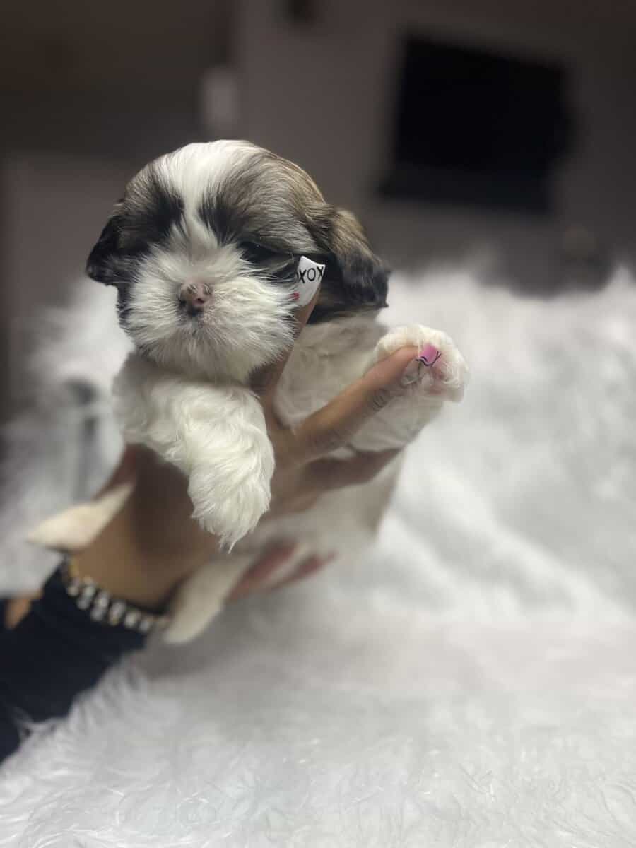 Imperial Shih Tzus image 3