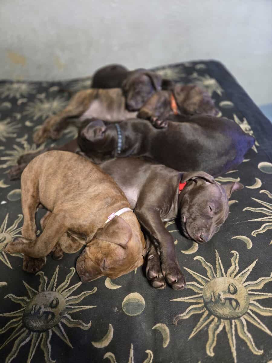 Red Nose American Pit Bull Terrier puppies image 12