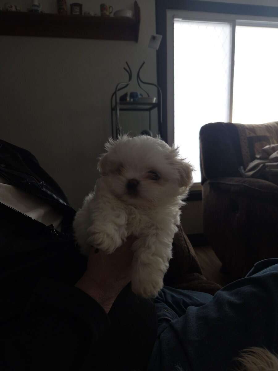 Lune and Jacques' Malshi Litter boy 2 image 1