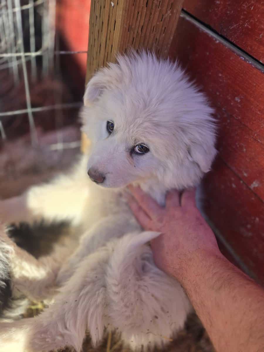 Great Pyrenees Puppies For sale image 4