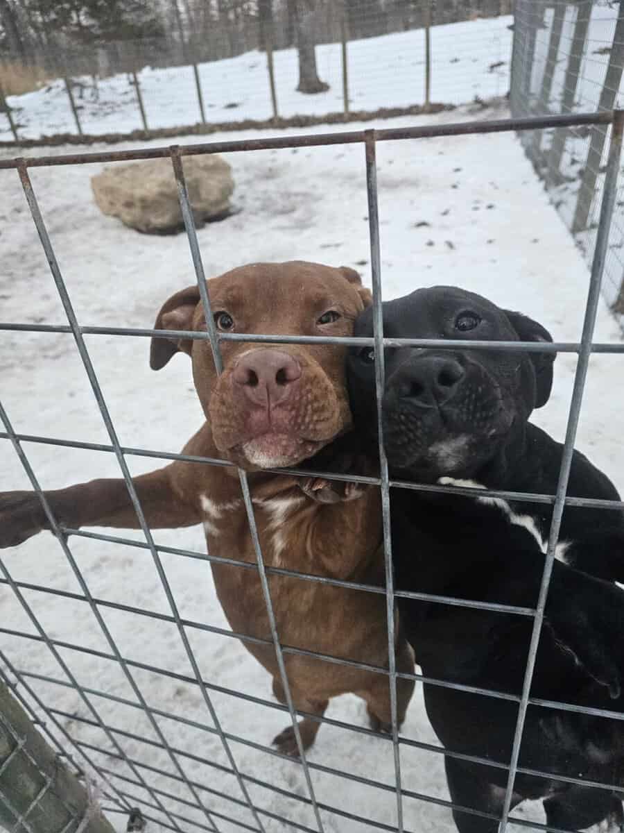 Labrador and Pit mix puppies desperate for homes image 6