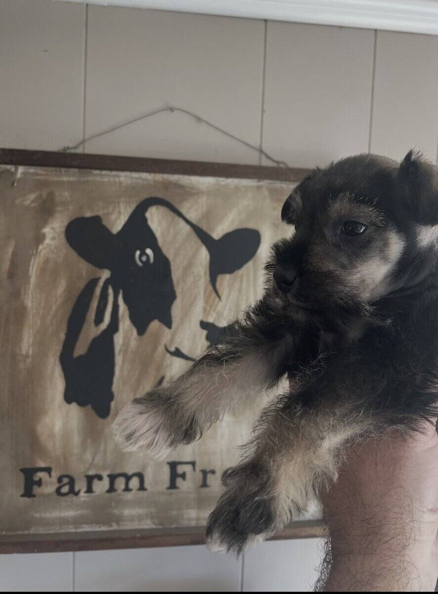 Schnauzer/blue heeler image 1