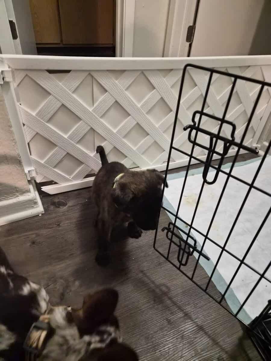 FREE PUPPY TO LOVING HOME image 4