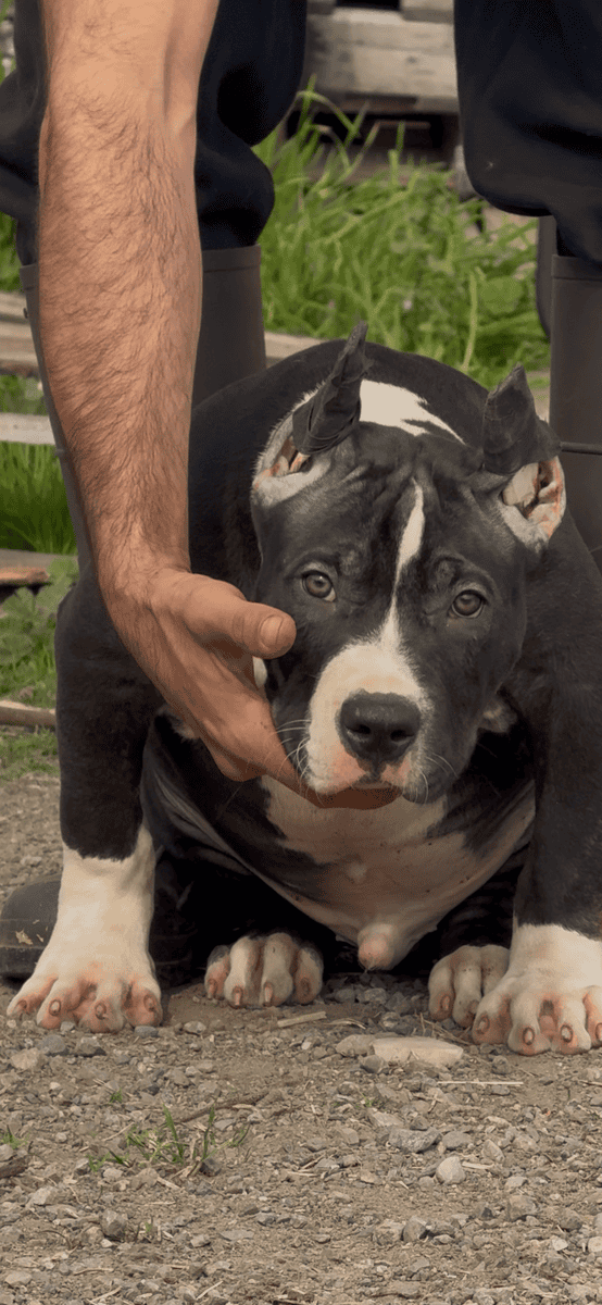 Xl American bully image 3