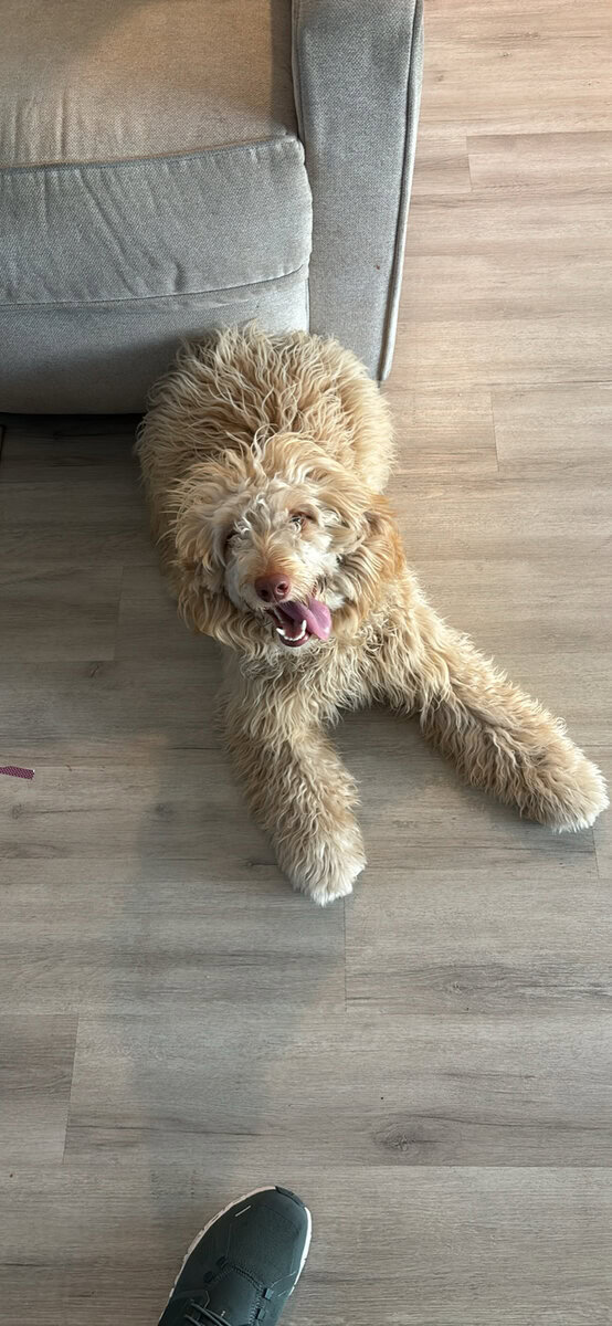Golden Miniature Golden Doodle image 2