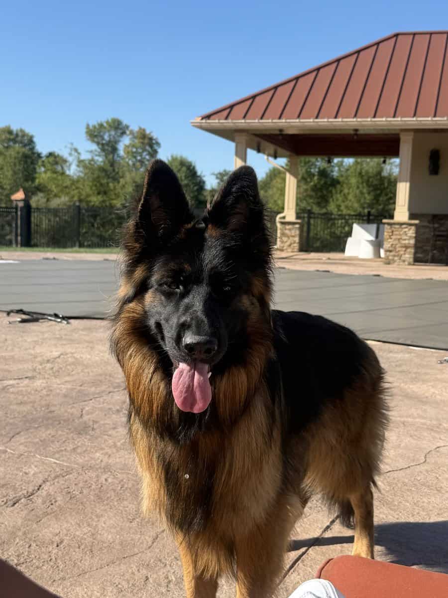 Purebred Champion German Shepherd image 5