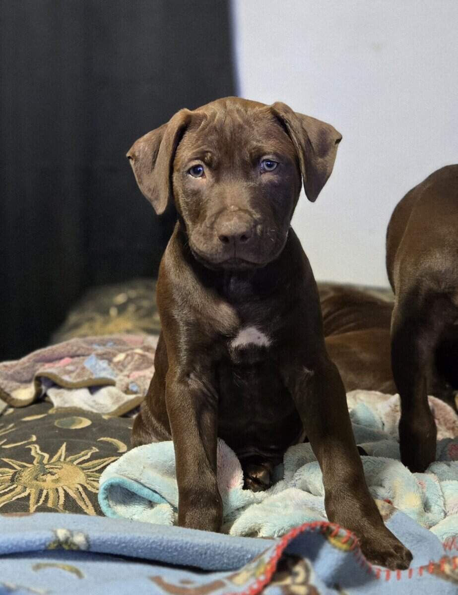Red Nose American Pit Bull Terrier puppies image 9