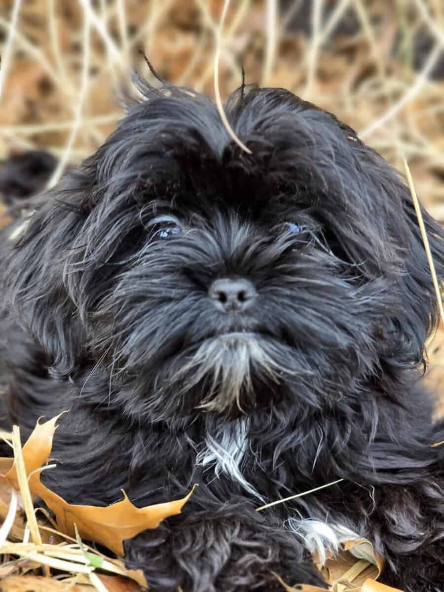 Shorkie Male puppy image 1
