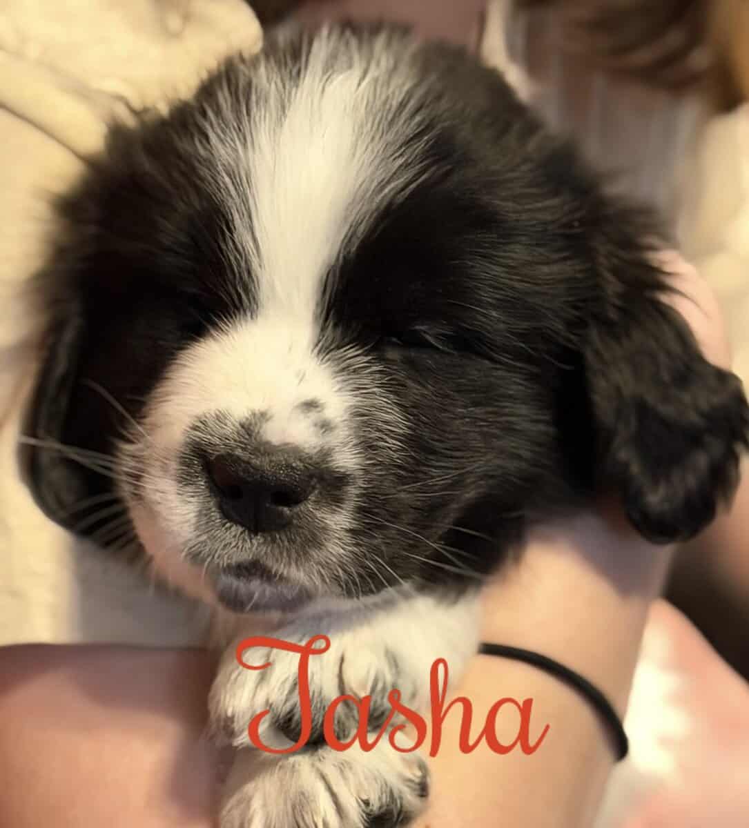 Newfoundland Puppies | Upstate Newyork image 12