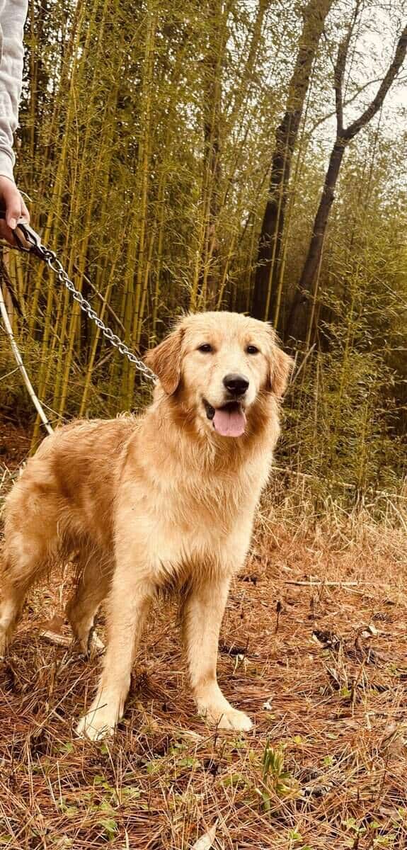 Golden Retriever image 1