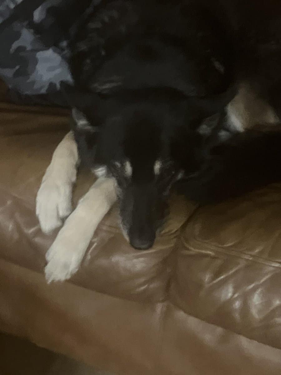 Sweet loving dog needs a loving home image 1