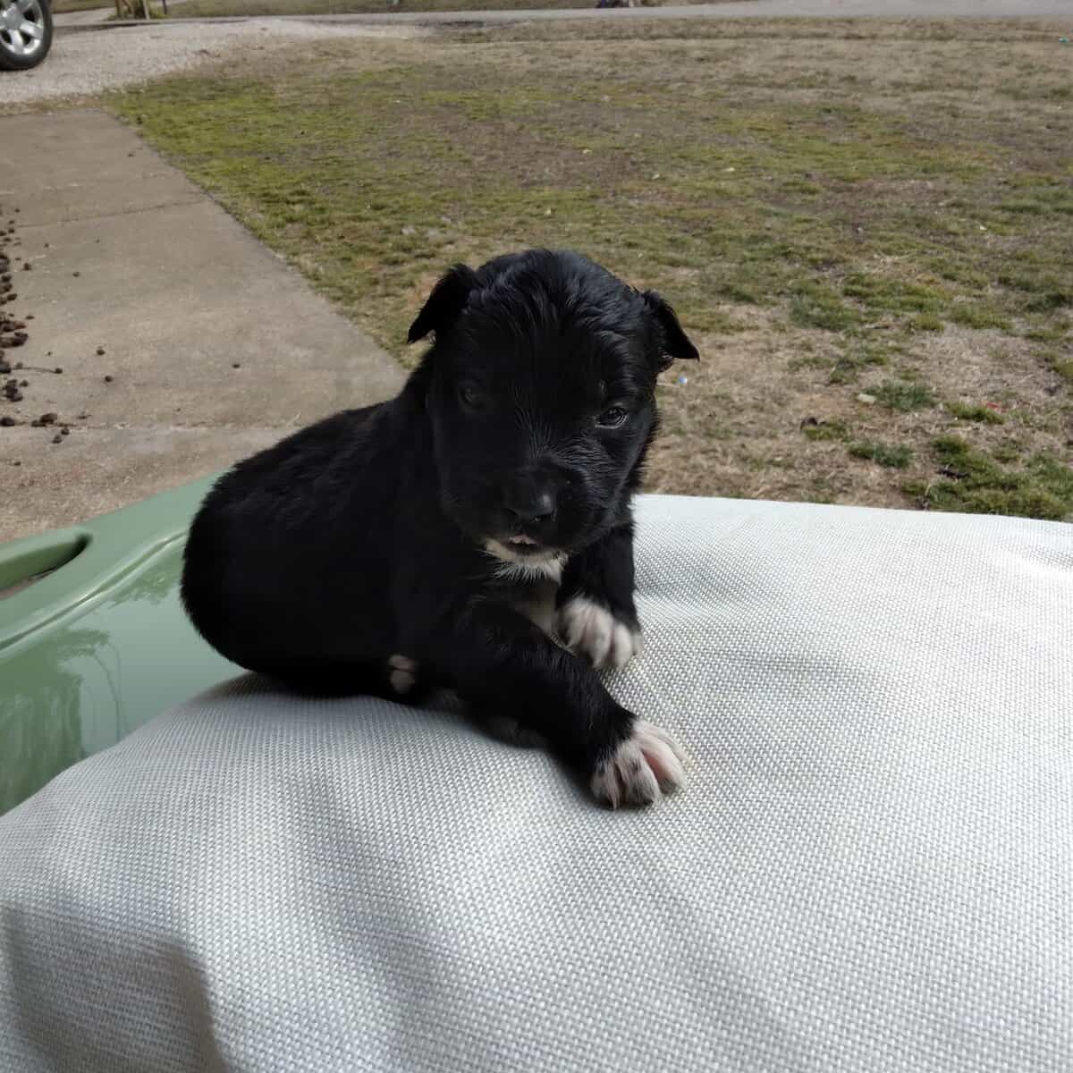 Border Collie/ Golden Retriever Mix male puppies image 3