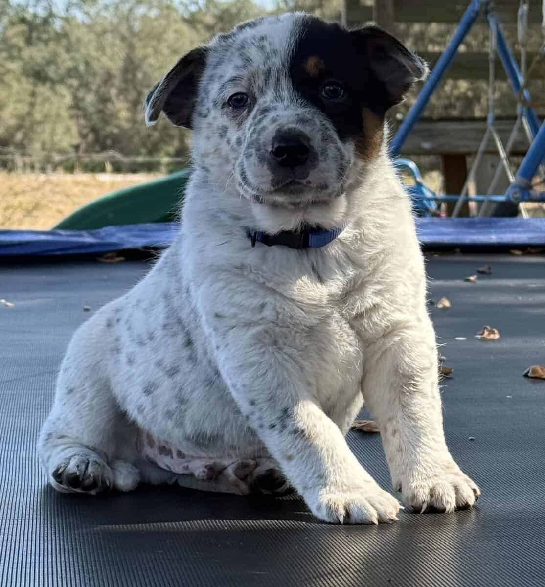 Blue Heeler Puppies for sale image 1