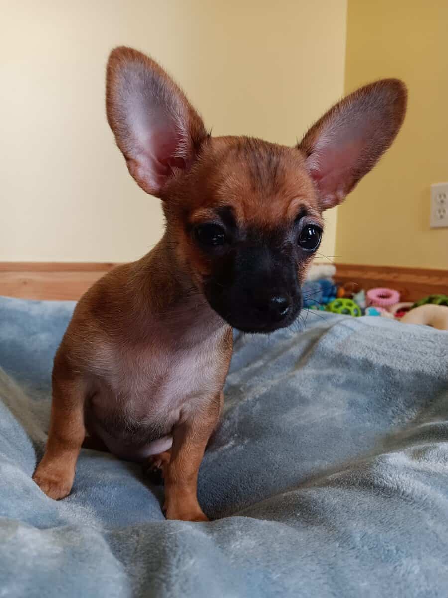 Chihuahua image 2