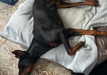 4 and half yr. old female Doberman