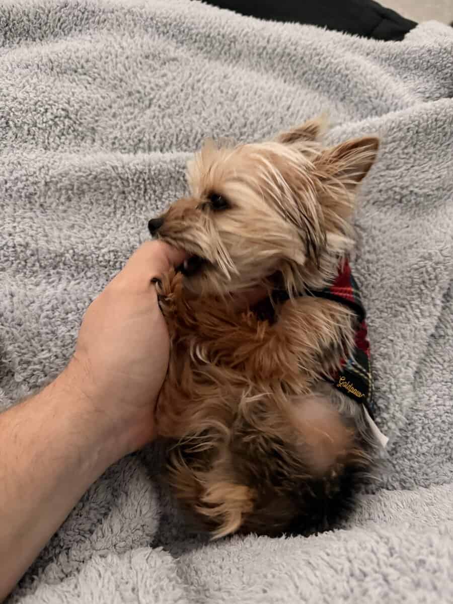 Teacup Yorkie (f/6 months old) image 2
