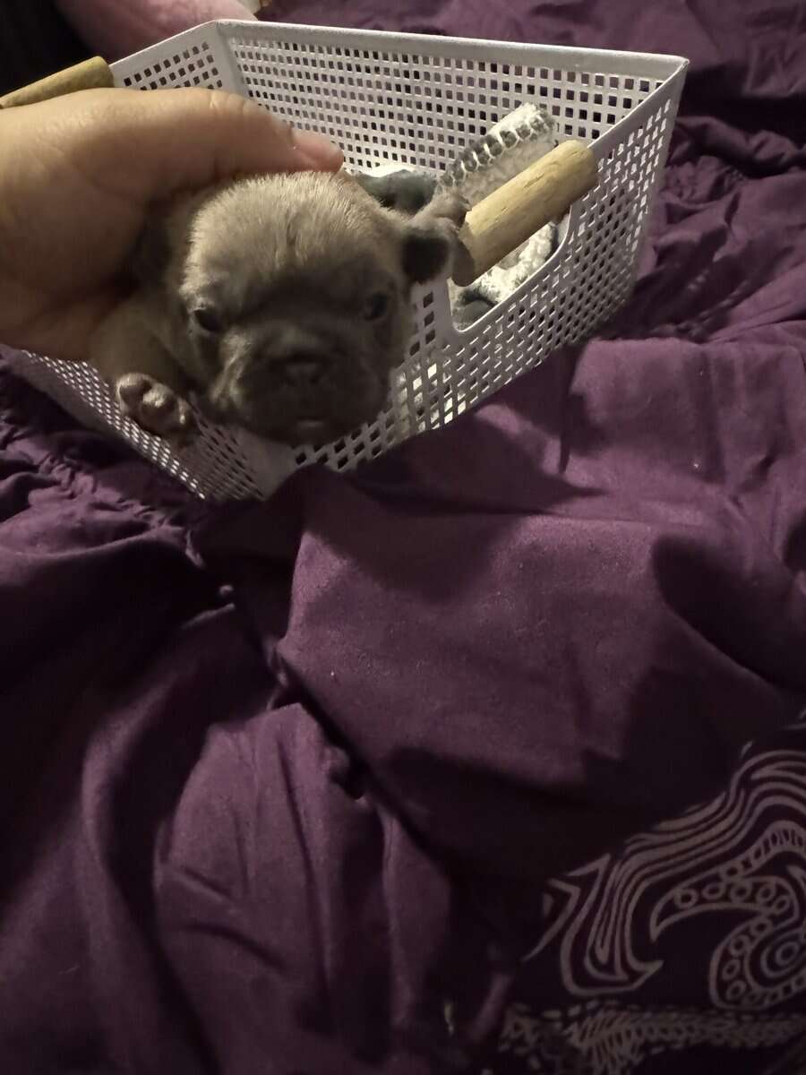 Frenchie Puppies image 6