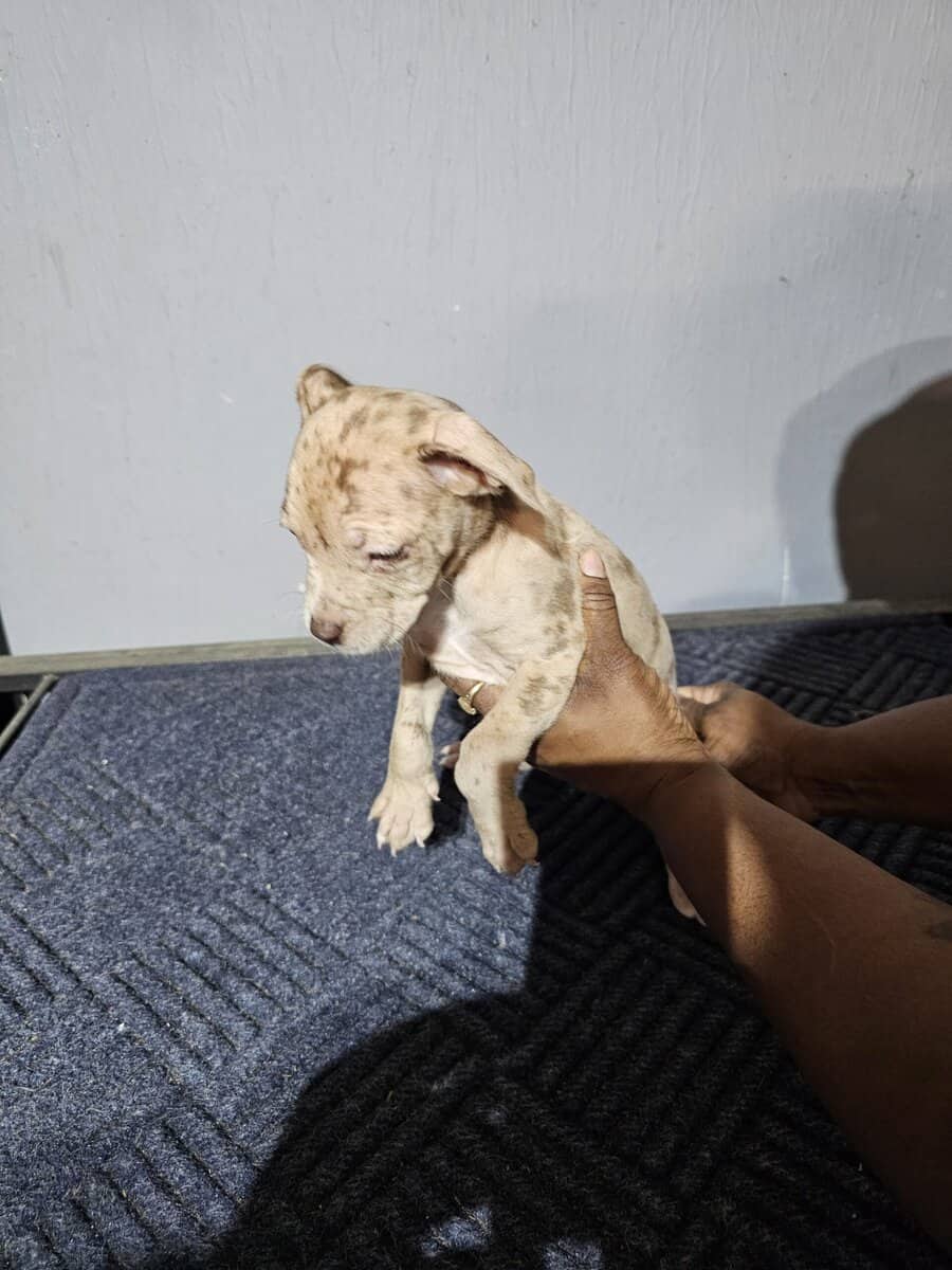 Bully puppies for sale image 10