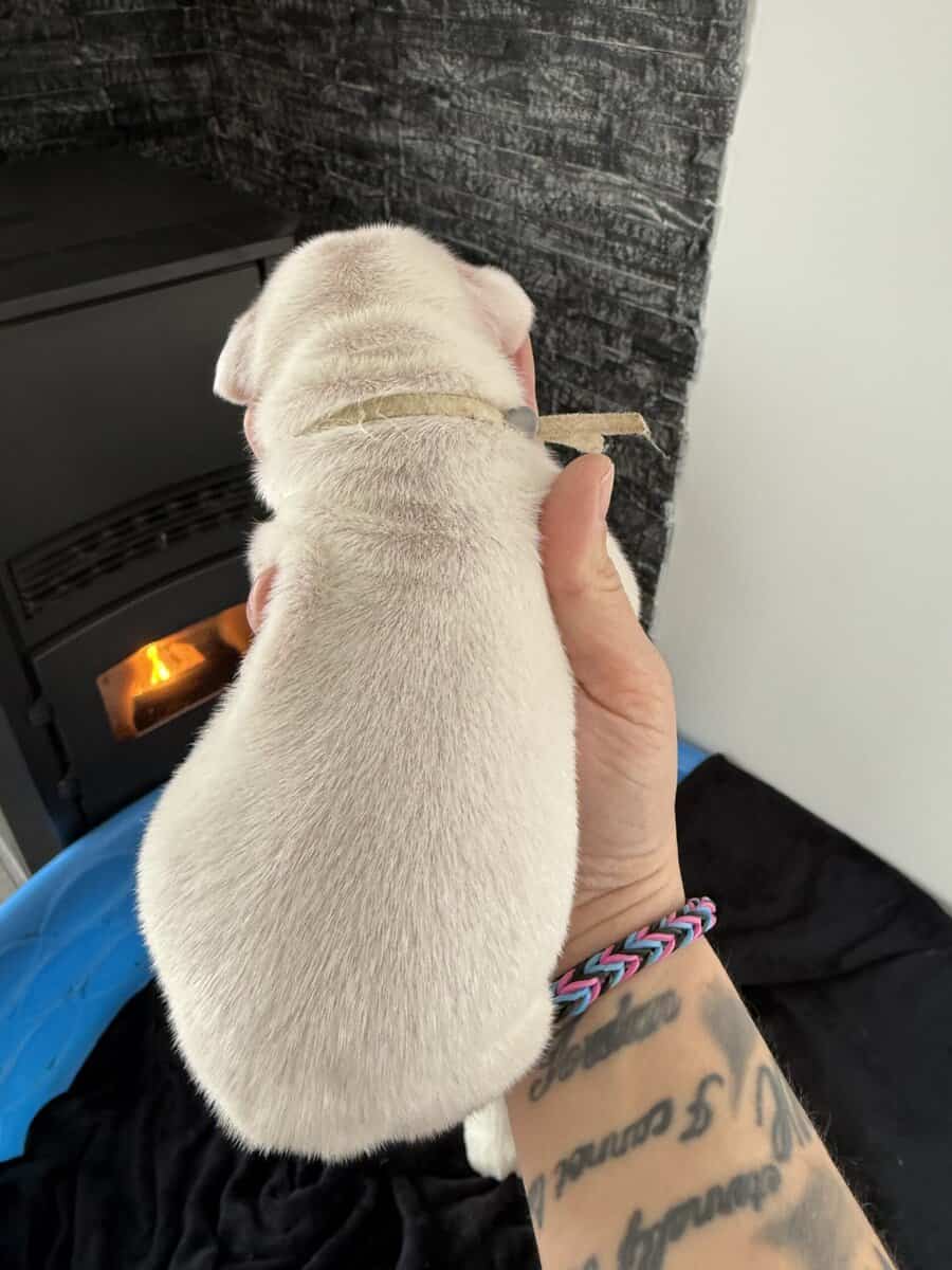 Akc dogo argentino puppies image 5