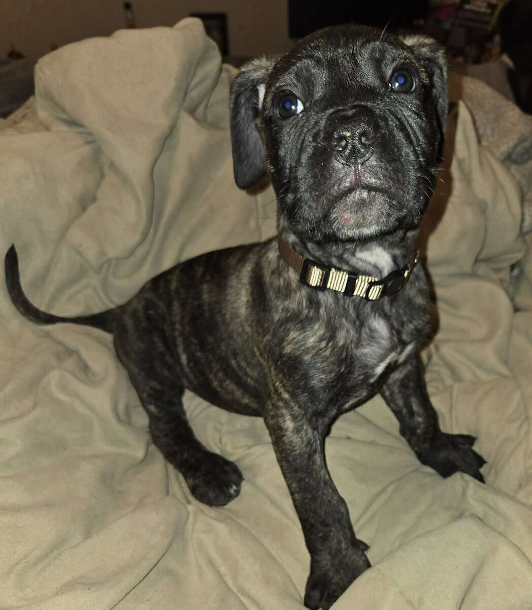 Presa Canario Cane Corso mix 8 weeks old image 5
