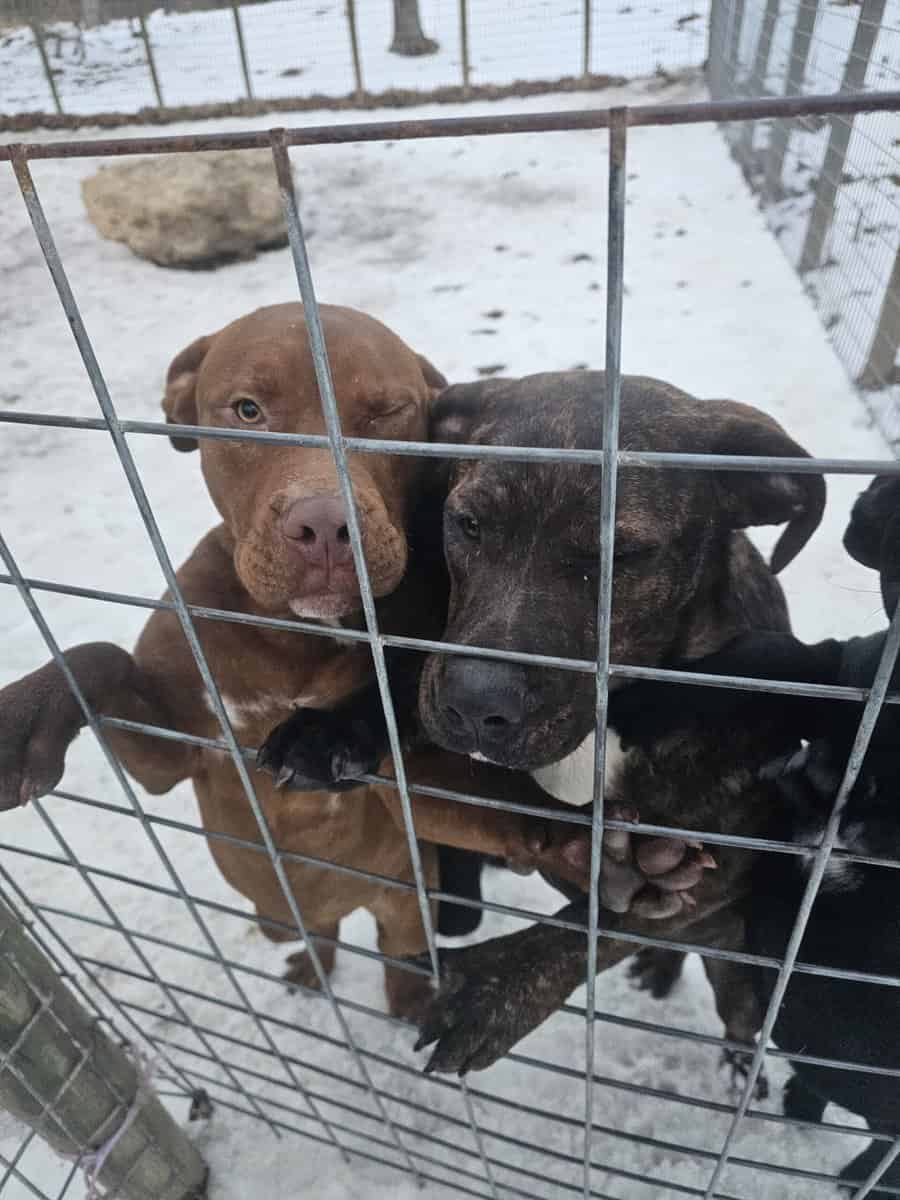 Labrador and Pit mix puppies desperate for homes image 4