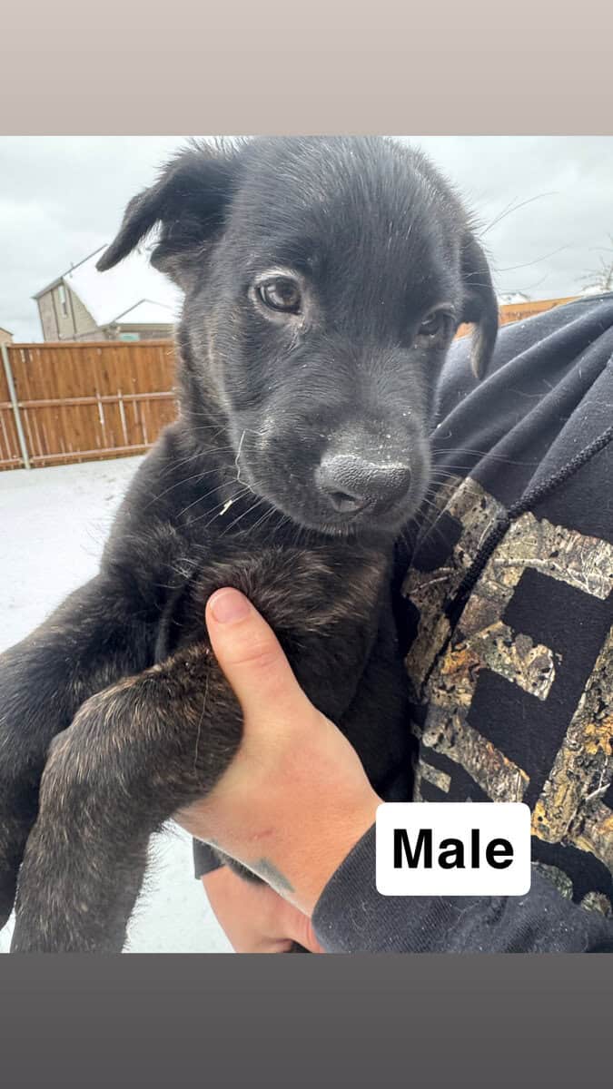 Golden Shepherd Puppies! image 2