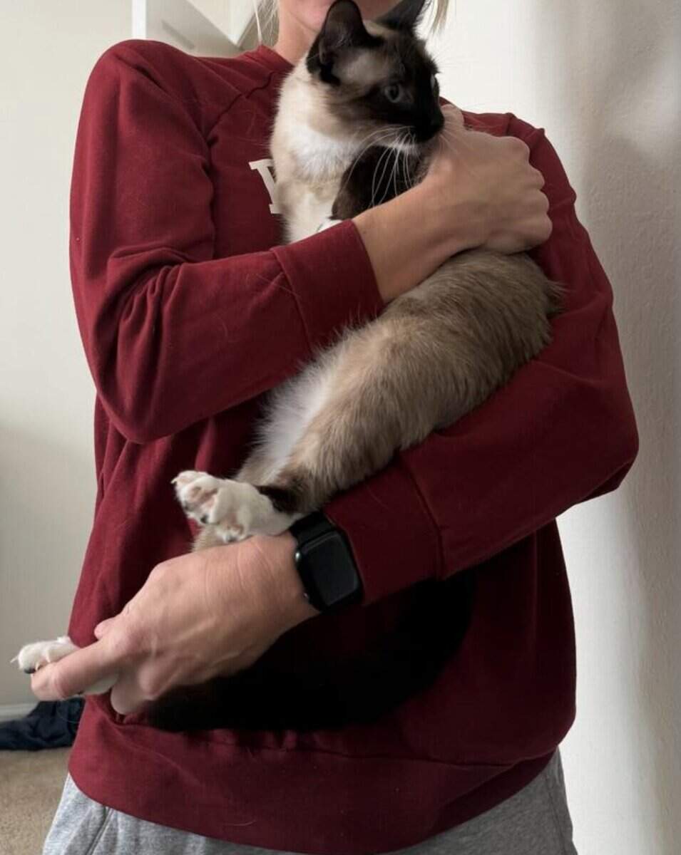 Snowshoe/ Siamese kittens born 12/29! image 5