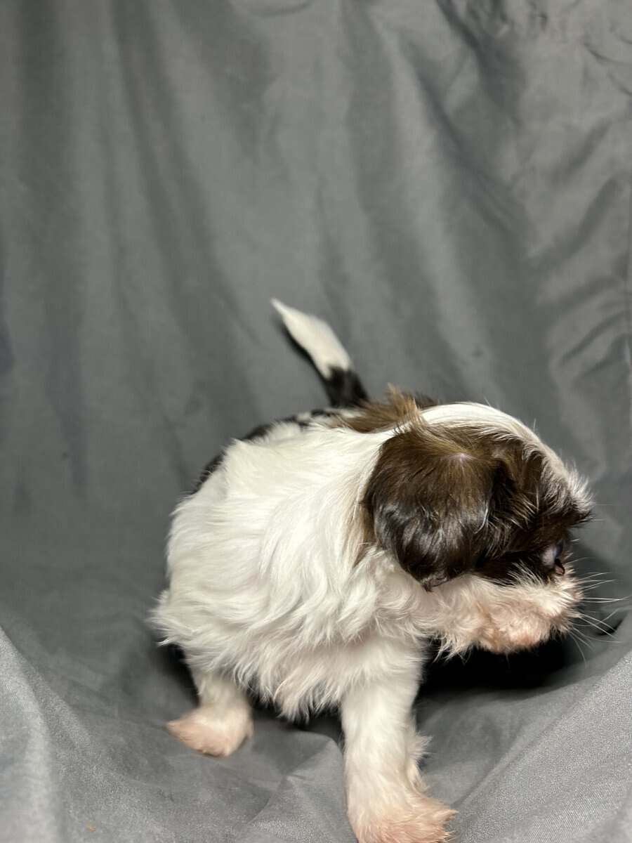 Mochi image 3
