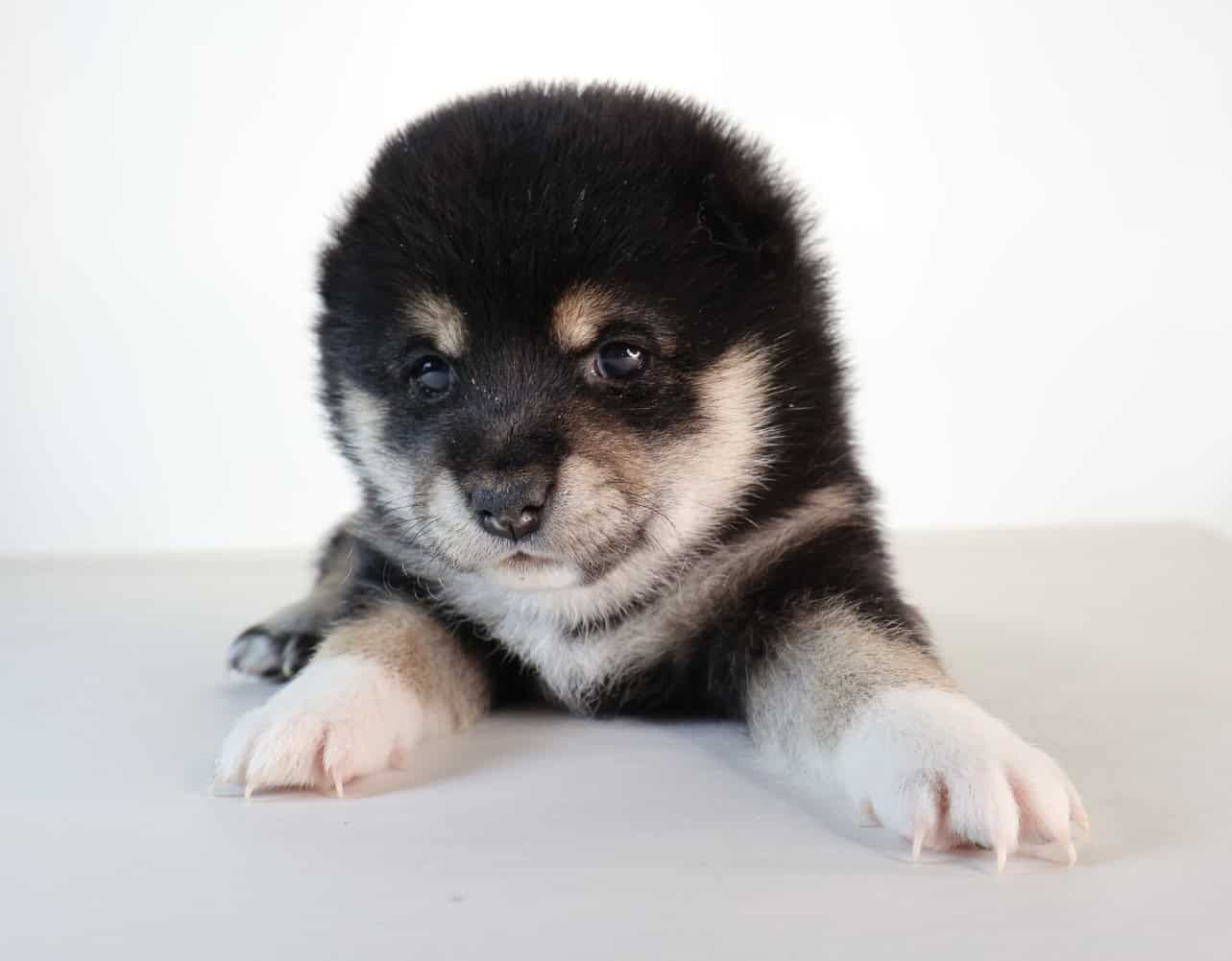 Midnight Pearl, Tuxido Shiba Inu image 6