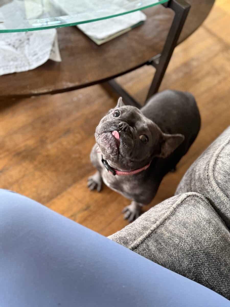 2 year old blue face frenchie with papers image 2