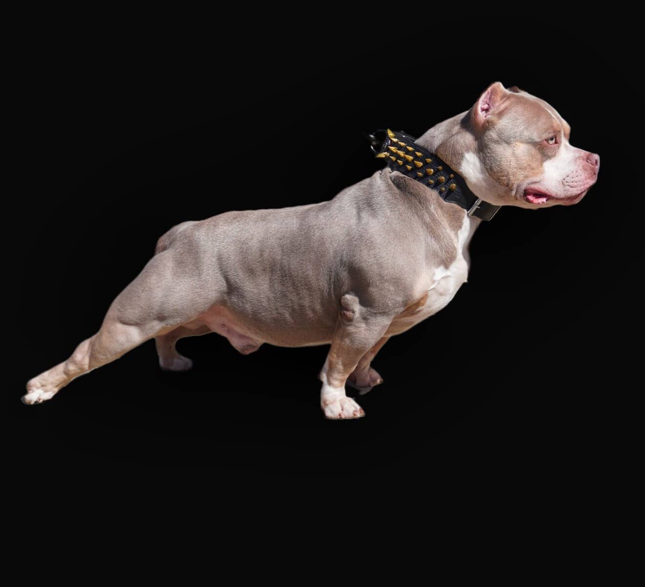 American bully puppy image 9