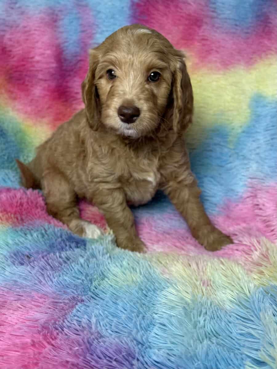 F1b Aussiedoodle puppies image 2