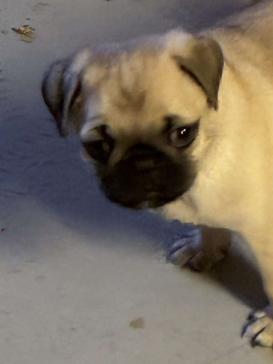 Pure pug puppies image 3