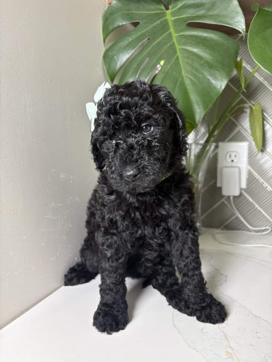 Multigen labradoodles image 2