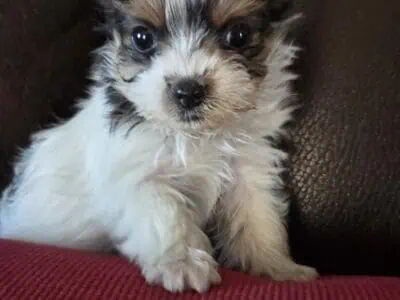 Playful party yorkies