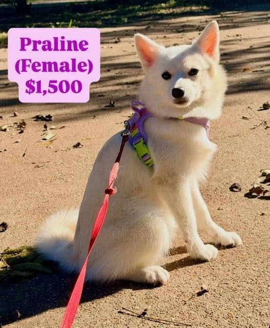 POMSKY PUPPIES image 4