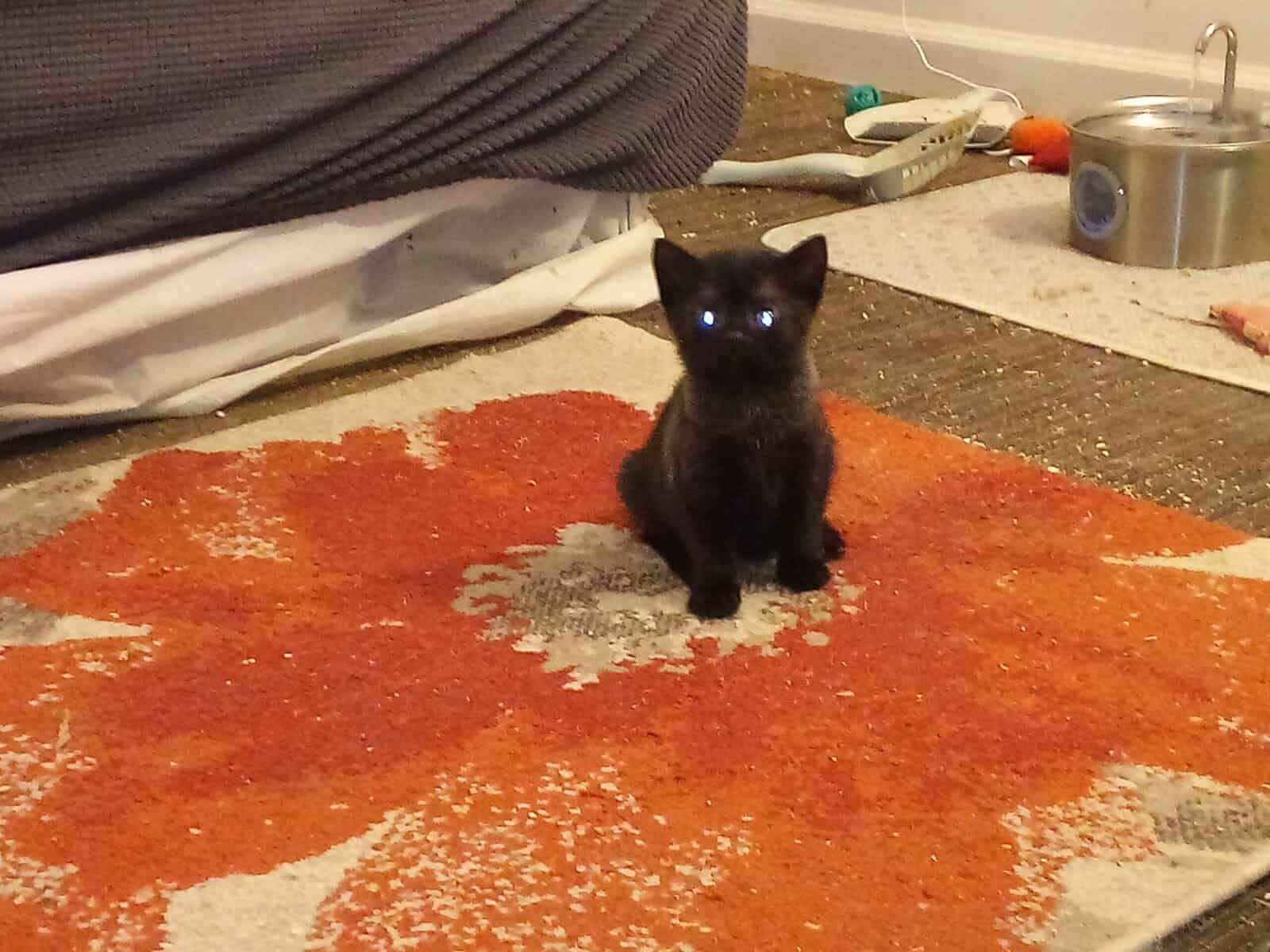 Cutie Kitten image 2