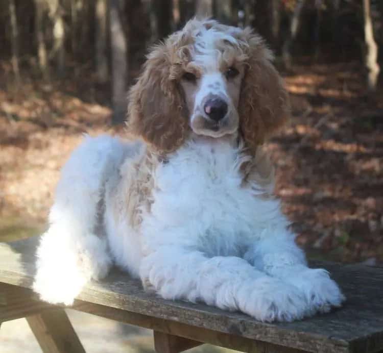 Standard Poodle puppy image 1