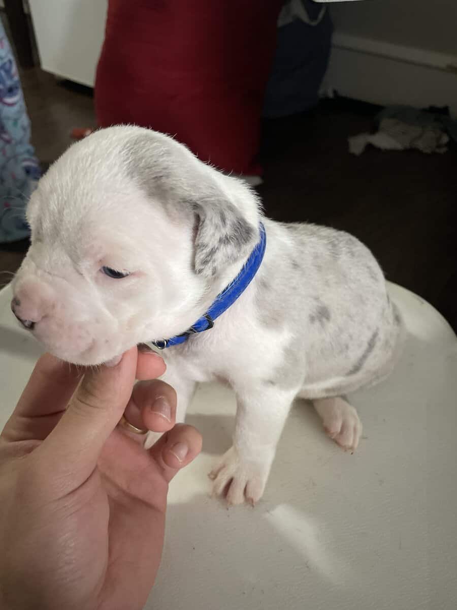 Bully’s dog image 5