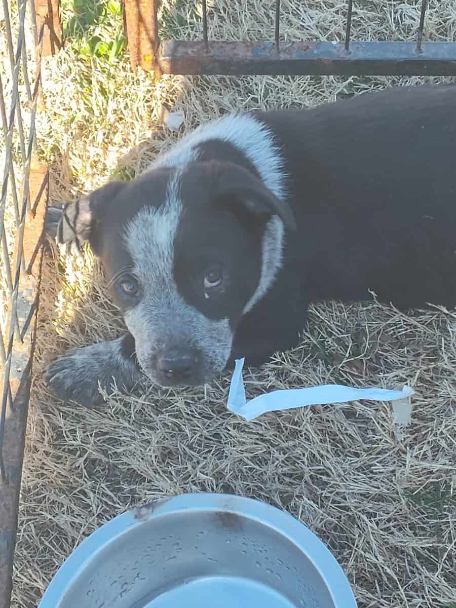Half Heeler Puppies image 1