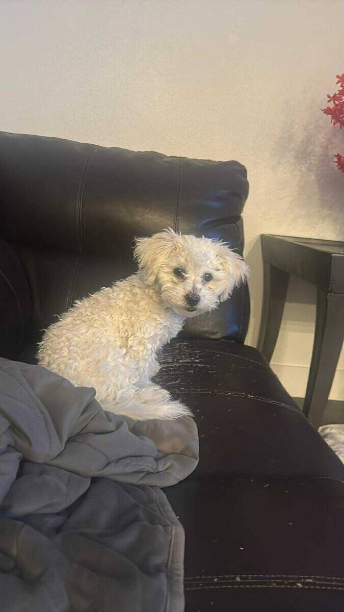 Honey, Sweet 6 month Shih Poo image 2