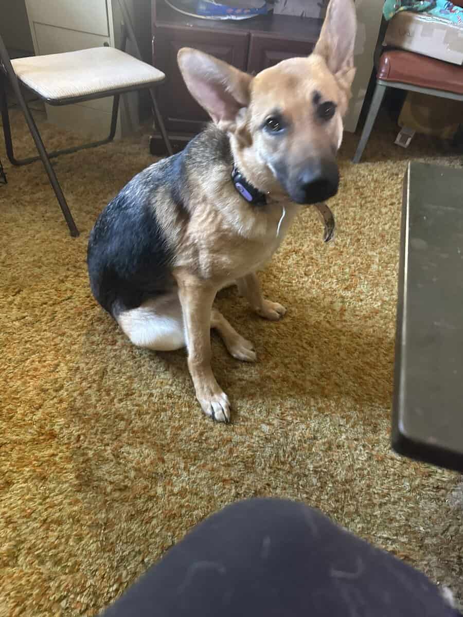 Female German shepherd image 1