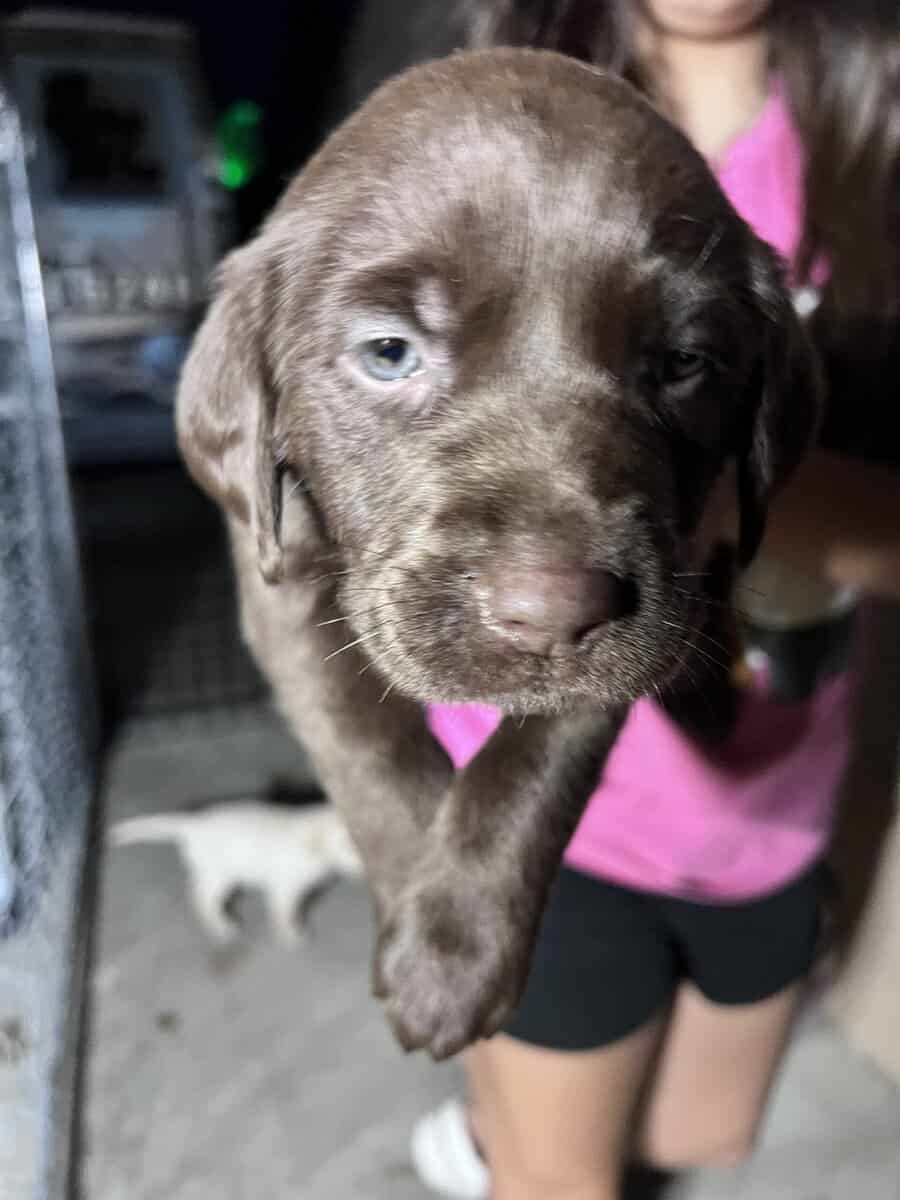 AKC lab puppies image 2