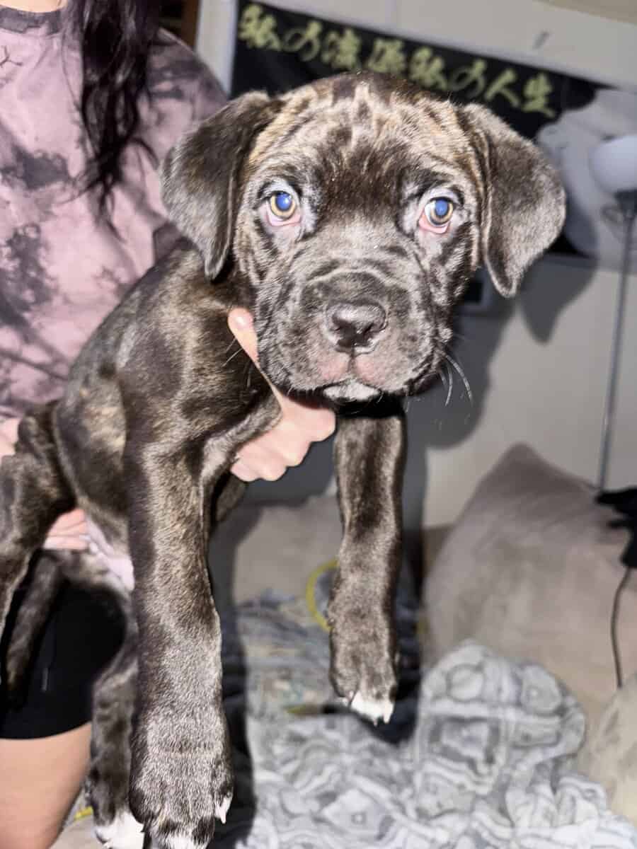 Cane Corso Puppies image 2