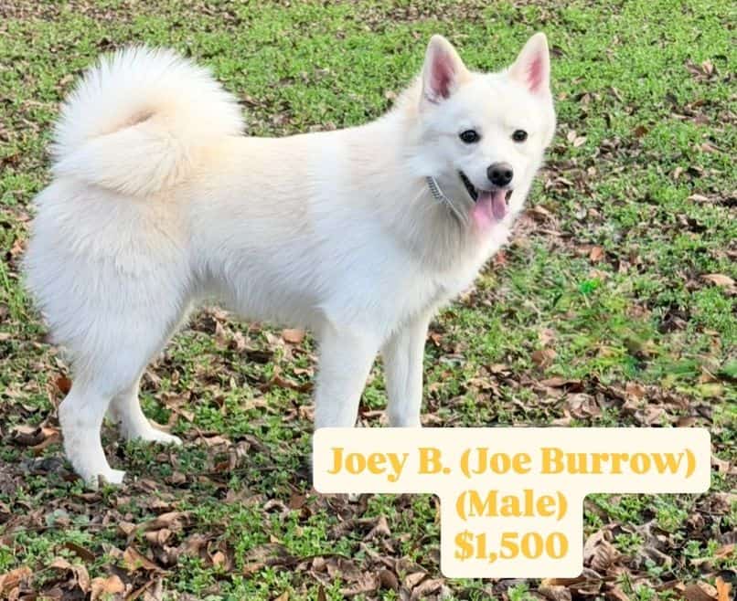 POMSKY PUPPIES image 5