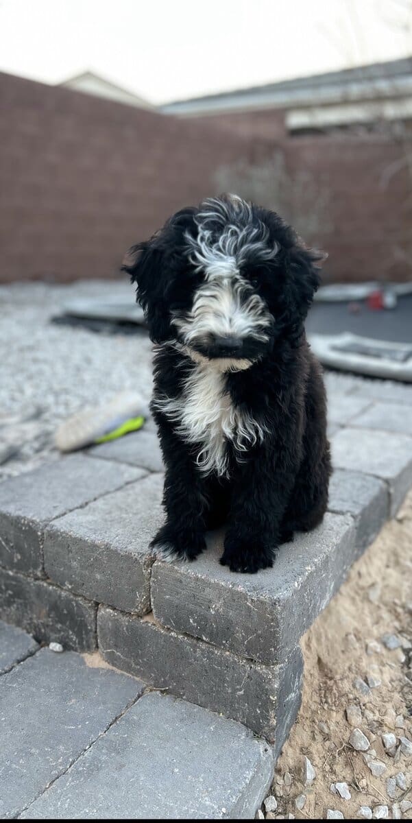 Mini Portidoodles image 13