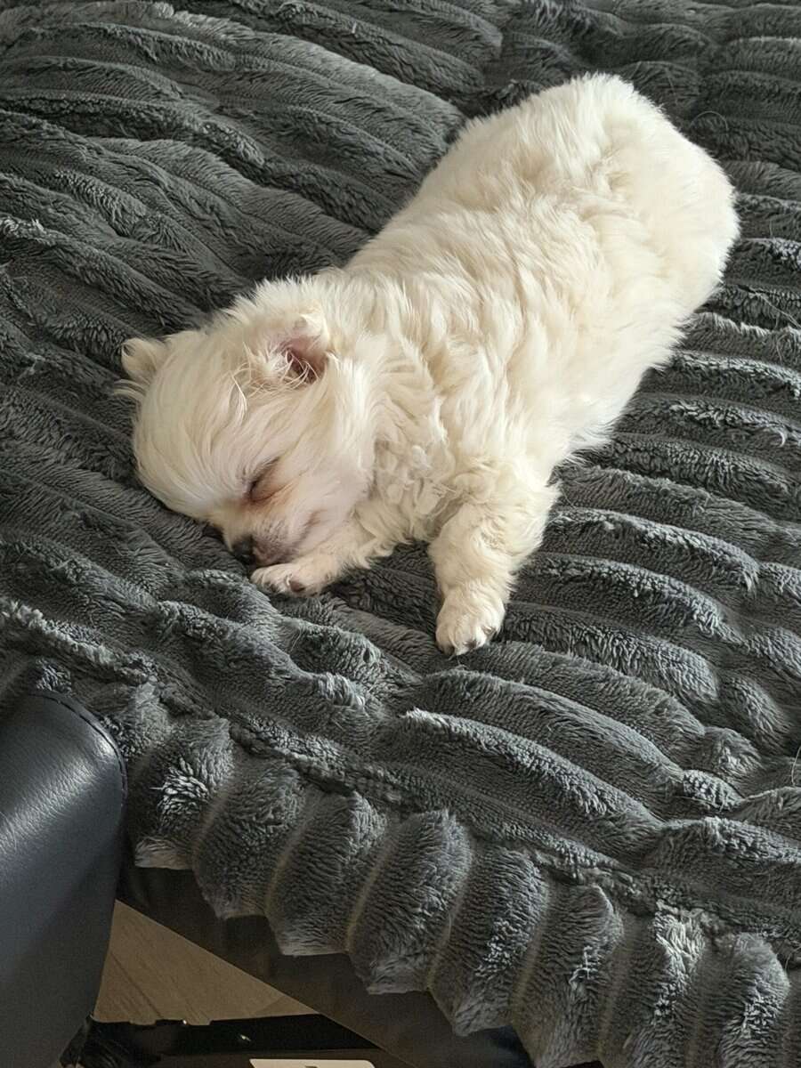 Ziggy image 6