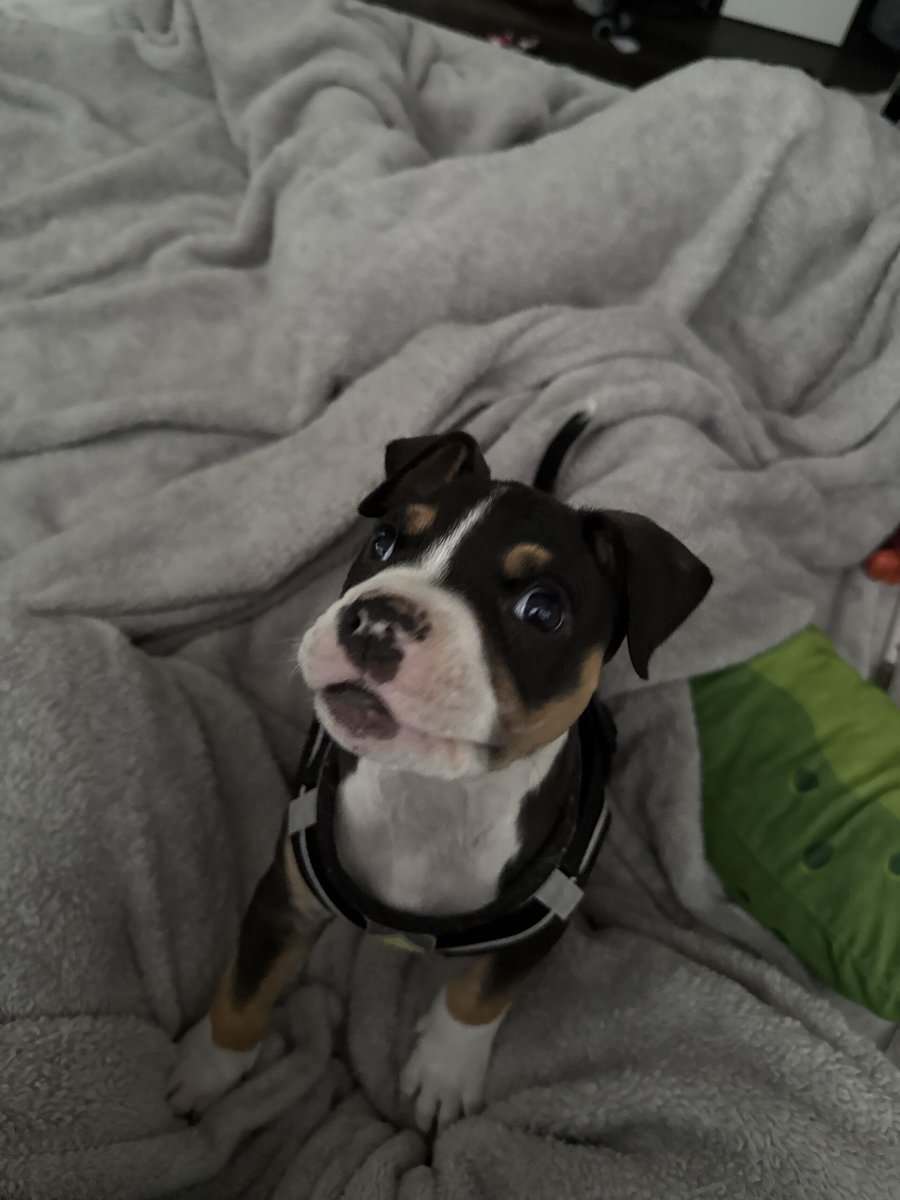 8 week pitbull puppy image 1